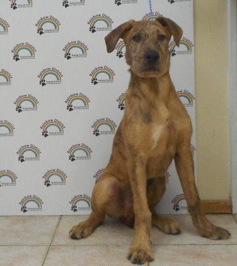 GRIFFIN Great Dane mix male pup 49 lbs STRAY.jpg