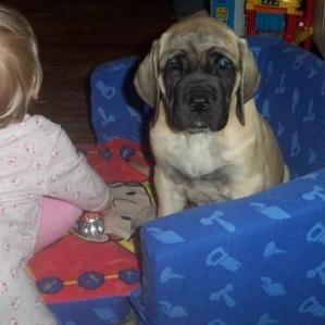 english-mastiff.jpg