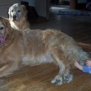 goldenretrievers.jpg