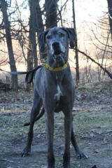 Scooby