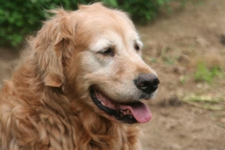 18-jasper.jpg