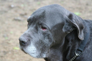 titus