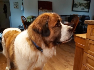 Sawyer
