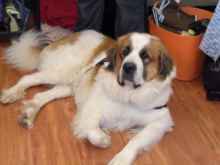 kringle